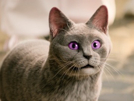 Школа магических зверей. Загадка волшебного леса (6)