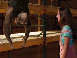 Шимпанзе под прикрытием (5)