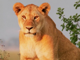 Планета больших кошек