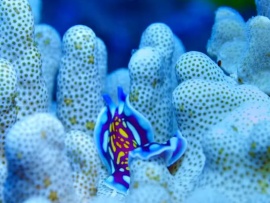 Вамизи: колыбель кораллов
