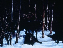 Волк (3)