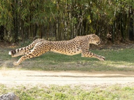 Игры больших кошек