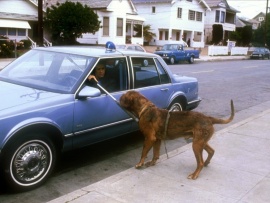 Тёрнер и Хуч (3)