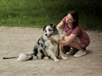 Знакомьтесь, пёс