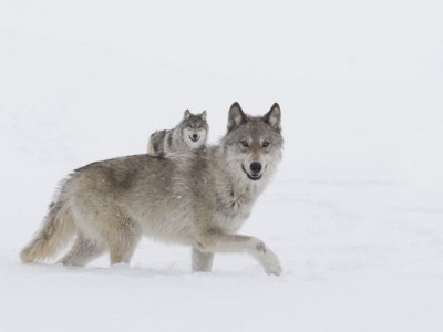 Девушка и волки (3)