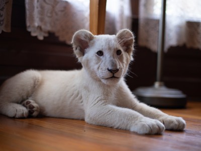 Лена и львёнок