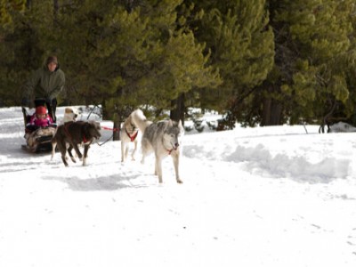 Зов предков (3)