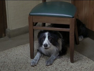 Собачий год (3)