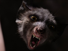 Он - дракон (4)