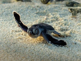 Невероятные путешествия животных