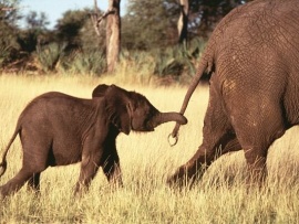 Приключения слона
