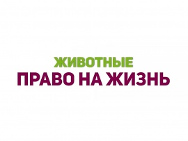 Животные - право на жизнь