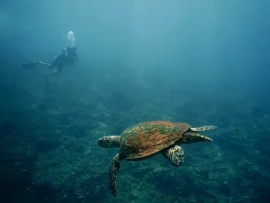 Дикая природа Филиппин