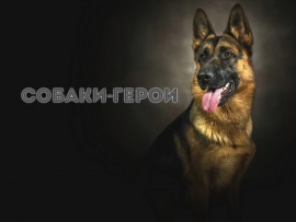 Собаки-герои. Поиск по следу и нападение на преступника