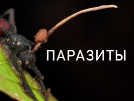 Паразиты