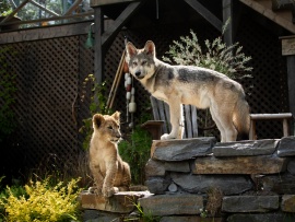 Волк и лев (5)