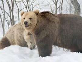 Медвежья зима