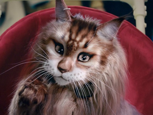 Кот и пёс (3)