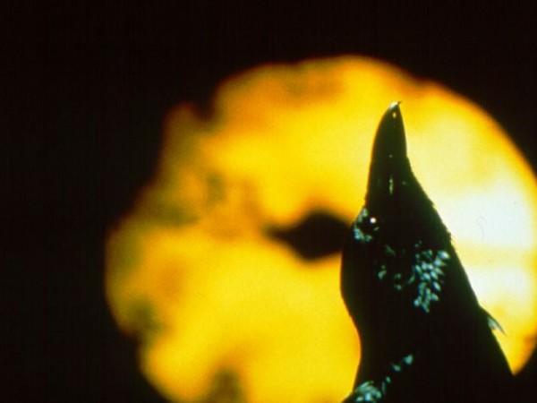 Ворон 3: Спасение (4)