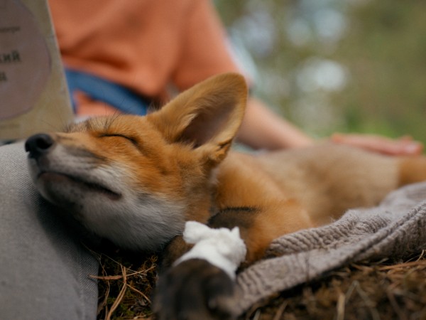 Мой дикий друг (2)