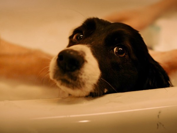 Моё собачье дело (2)