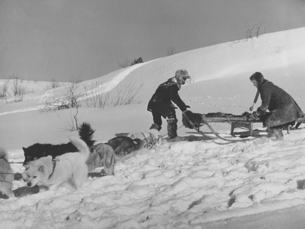 Дикая собака динго (2)