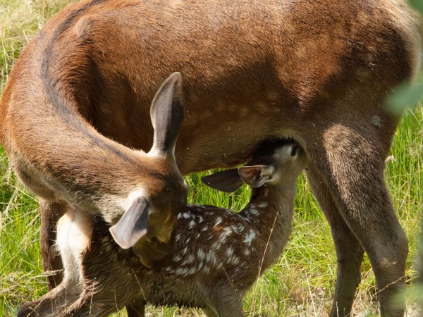 Бэмби. История жизни в лесу (3)