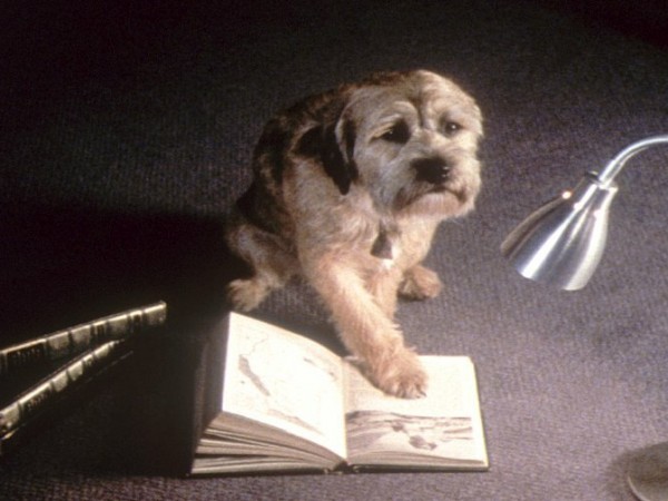 Лохматый спецназ (3)