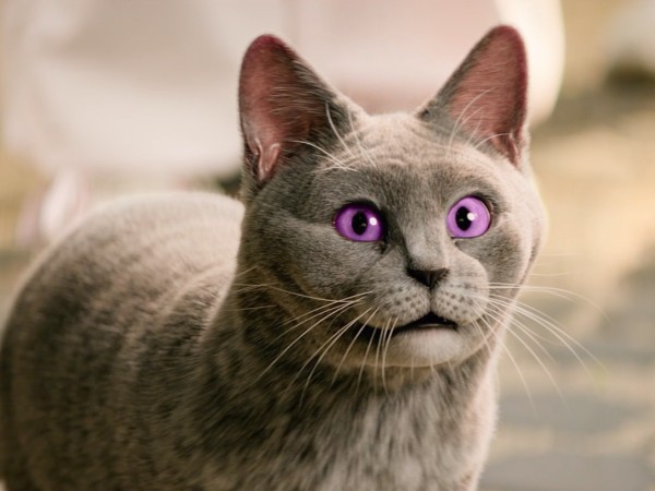 Школа магических зверей. Загадка волшебного леса (6)