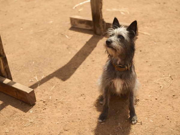 Мой любимый двортерьер (4)