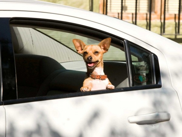 Крошка из Беверли-Хиллз (2)