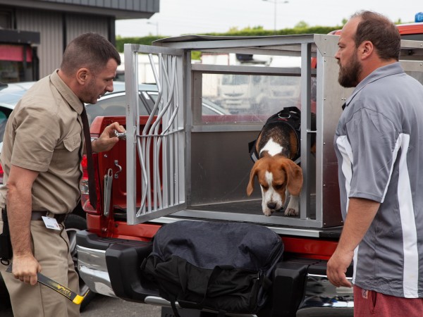 Куш собачий (5)