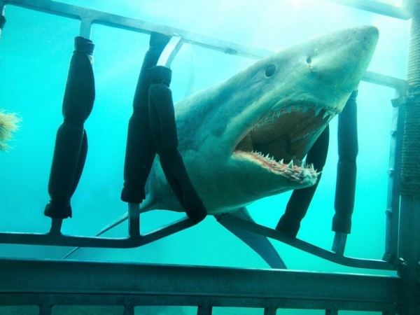 Челюcти 3D (4)