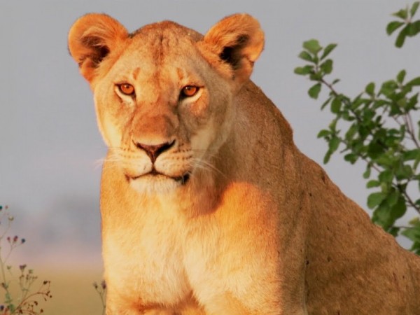 Планета больших кошек