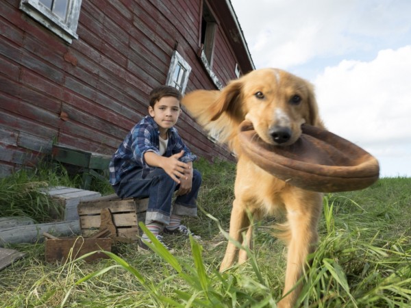 Собачья жизнь