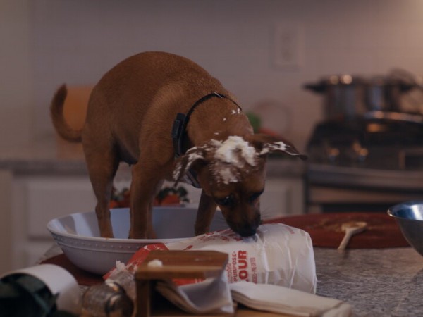 Хвостатые пришельцы (6)