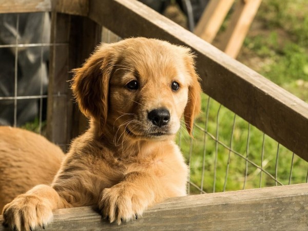 Невероятный мир глазами Энцо (2)