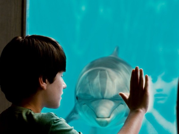 История дельфина