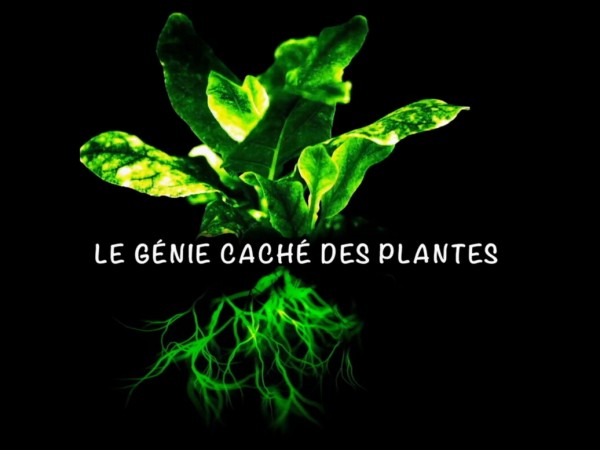 Тайна гениальных растений