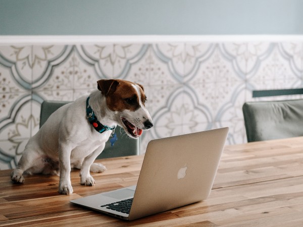 Жека Рассел (3)