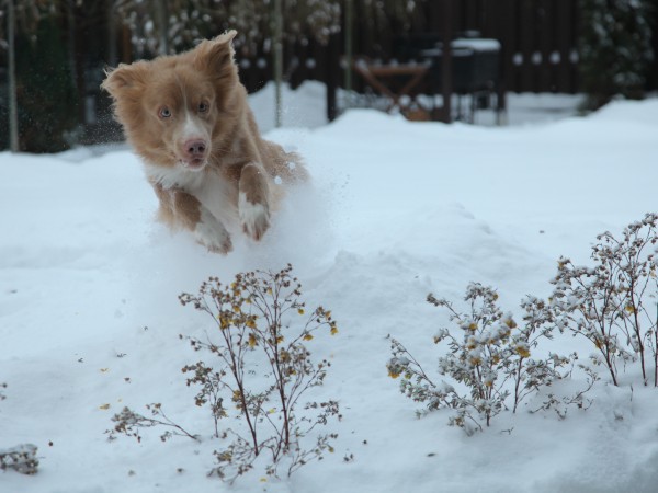 Улыбка лиса (6)