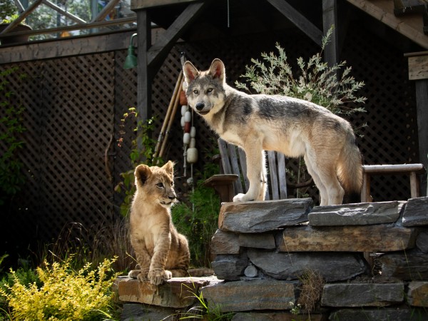 Волк и лев (5)