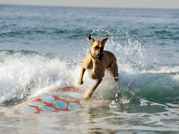 Мармадюк (5)