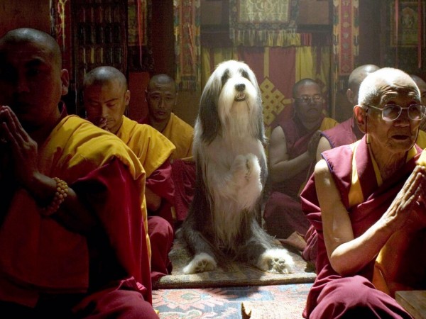 Лохматый папа (6)