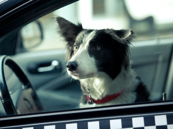 Ёлки лохматые (4)