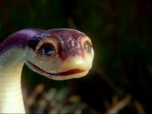 Легенды ночных стражей (4)