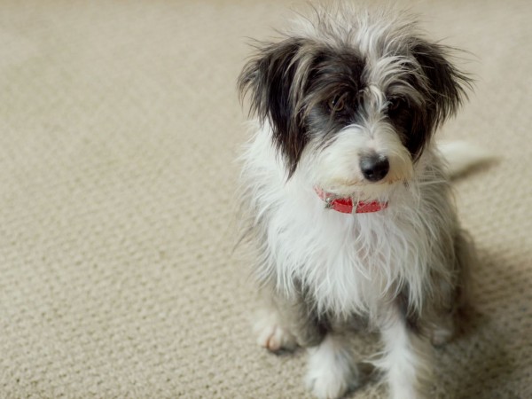 Сокс: лучший друг семьи (6)