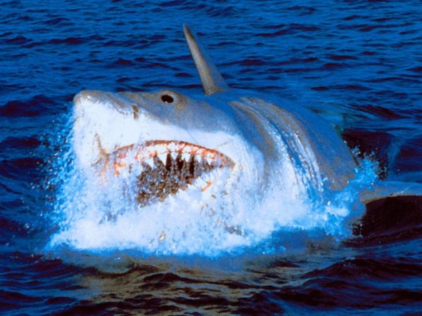 Челюсти 4: Месть (4)