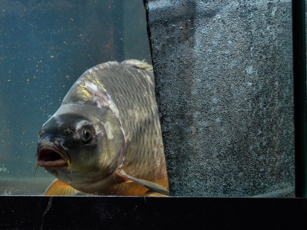 Карп отмороженный (2)