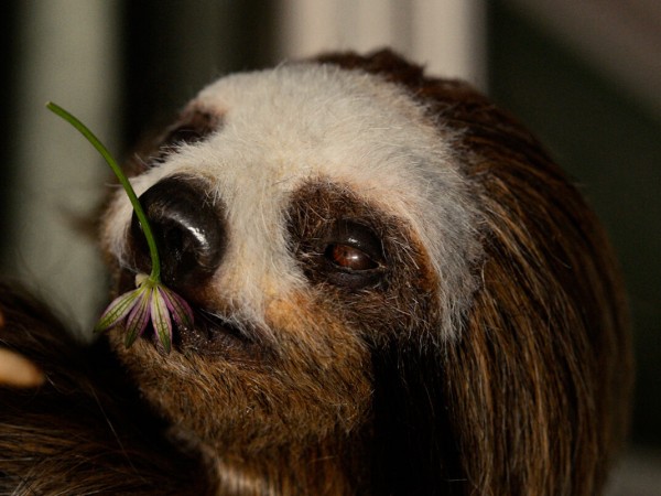 Мой ленивец-убийца (2)